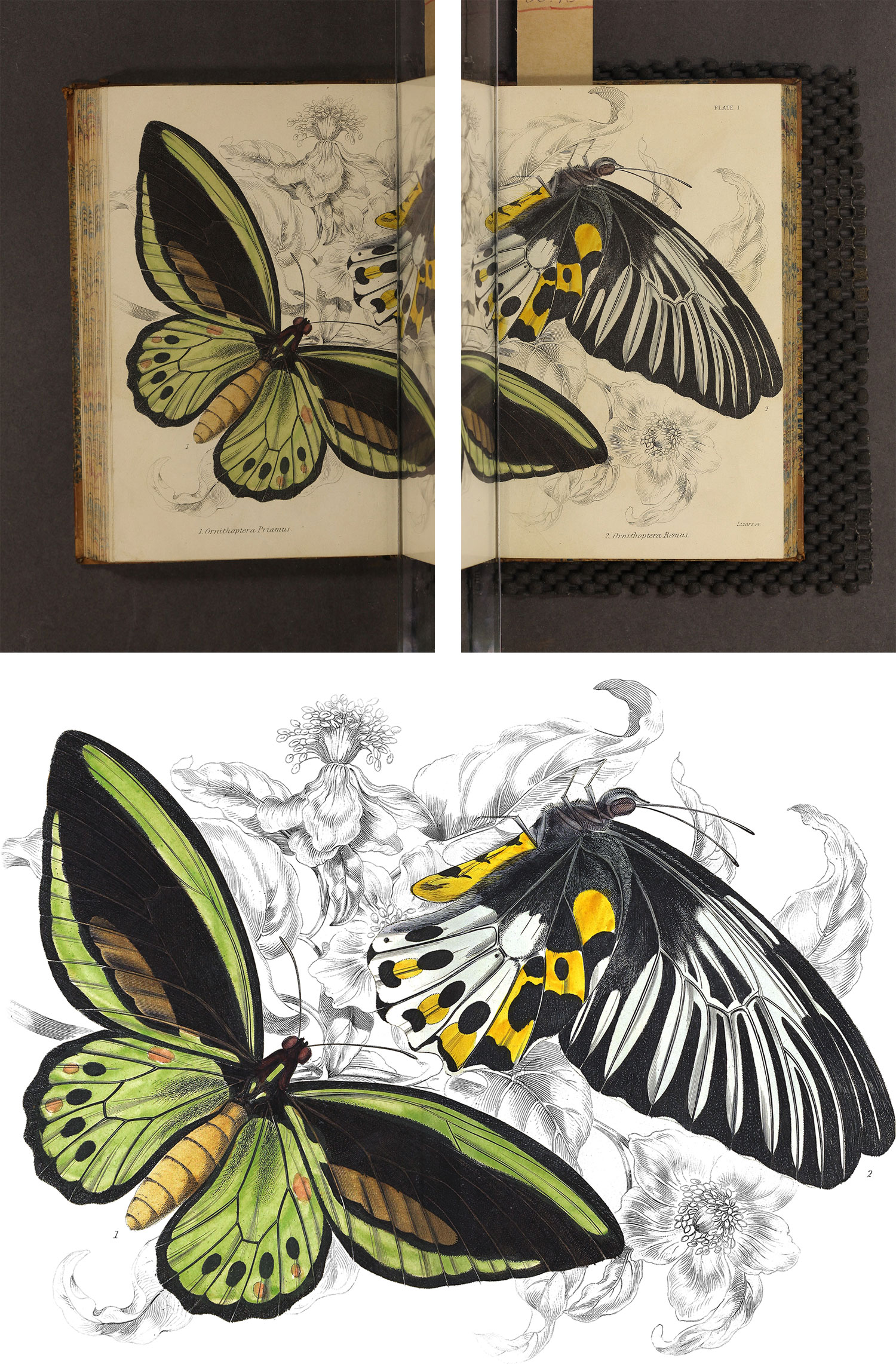 Butterflies restoration