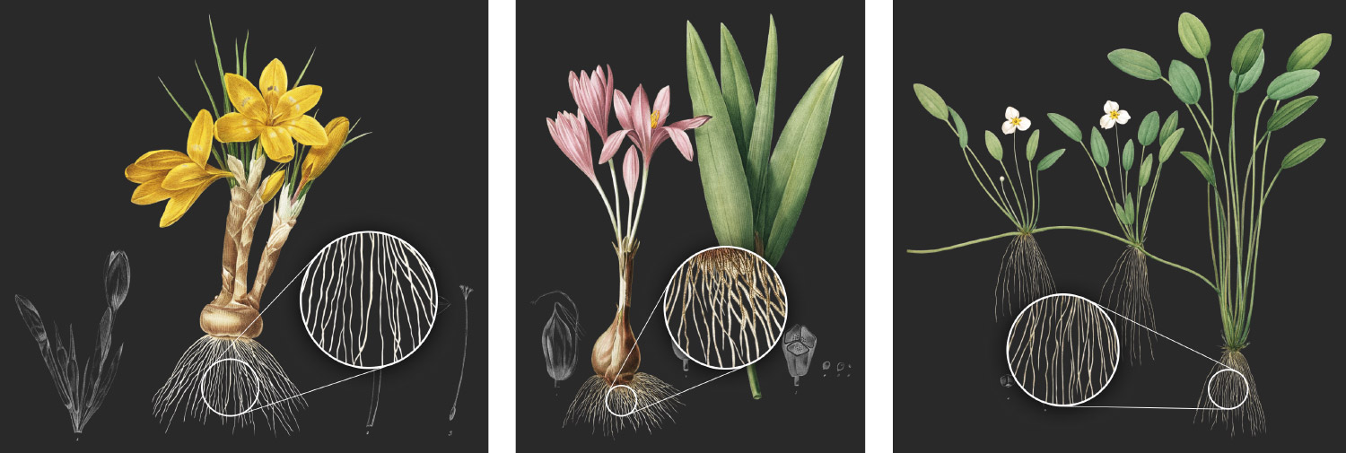 Plates with complex root systems