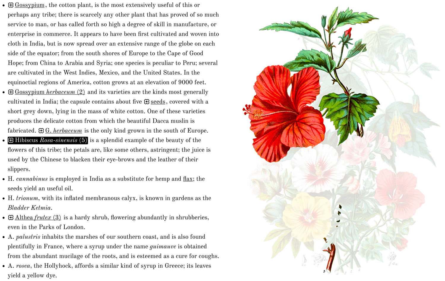 Highlighted hibiscus in description and illustration