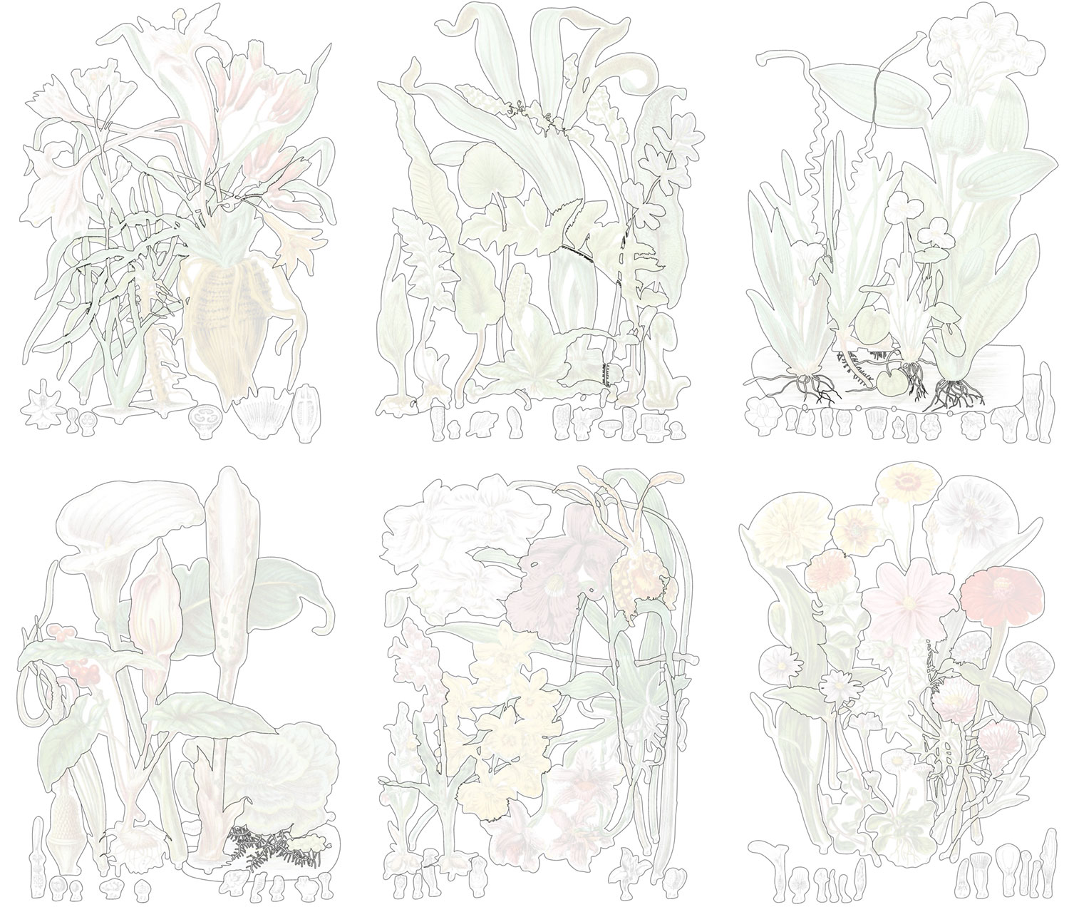 Outlines of the blood root, fern, frog bit, arum, orchis, and composite tribes