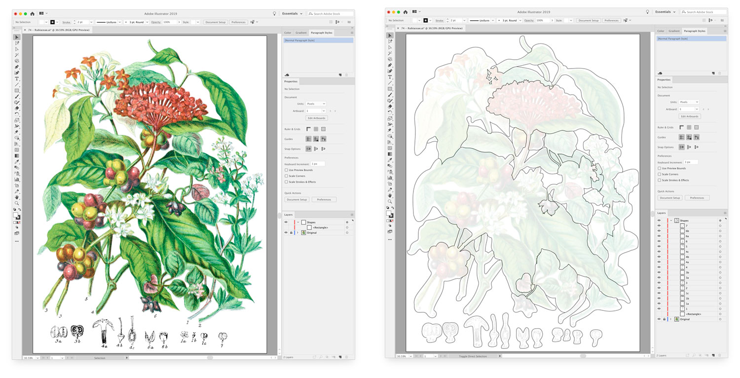 Screenshots of before and after outlining plants in the madder tribe