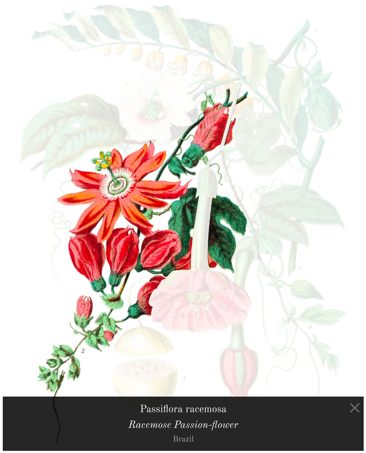 Passiflora racemosa from the passion-flower tribe highlighted with popup caption