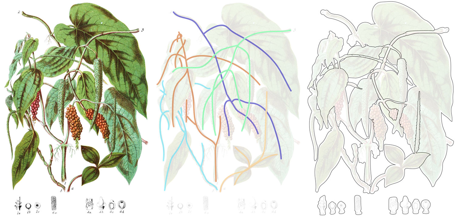 Pepper tribe before outlining, with references lines, and after outlining