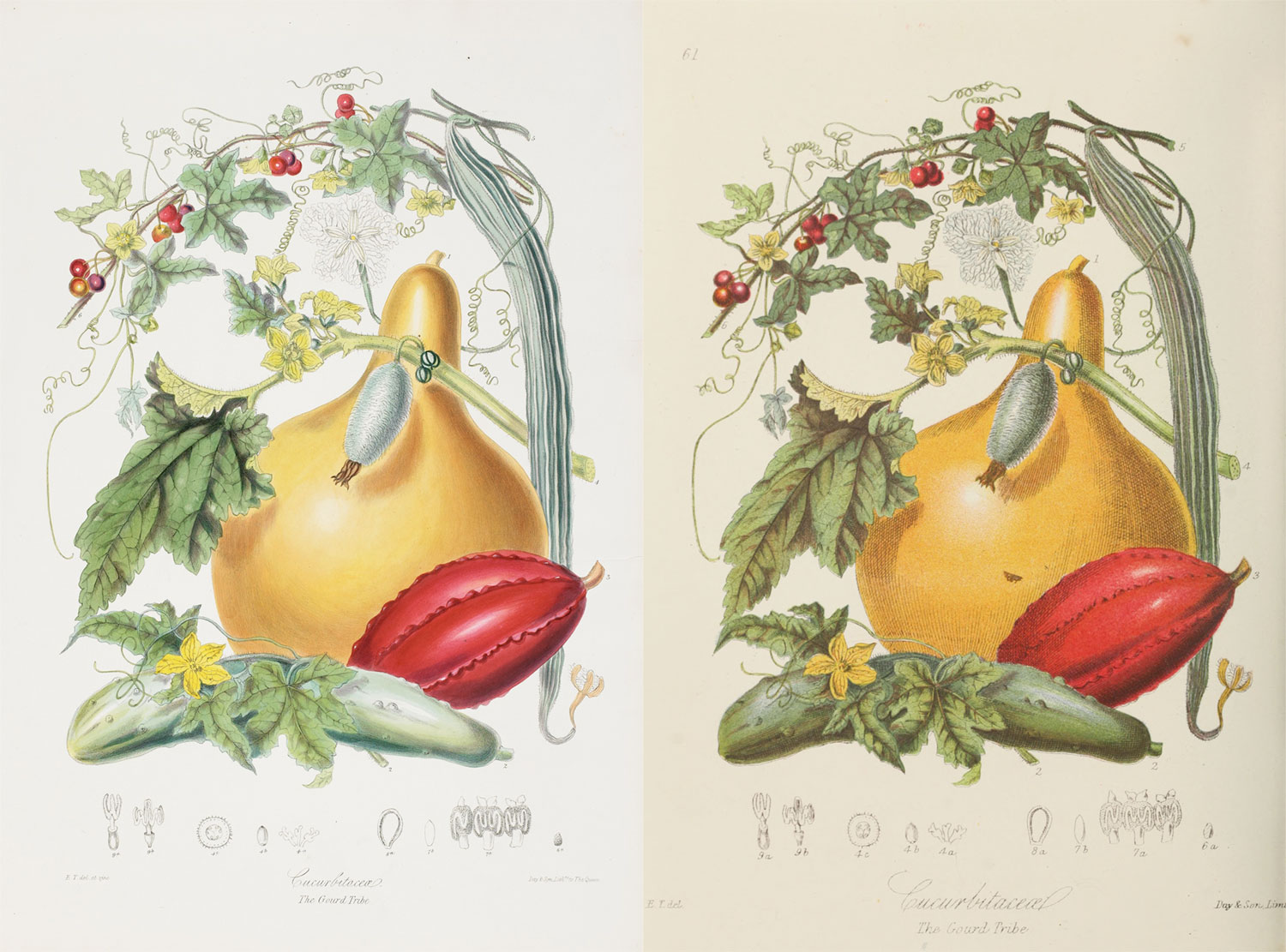 Side-by-side comparison of the original lithograph (left) and reproduction (right) of the gourd tribe