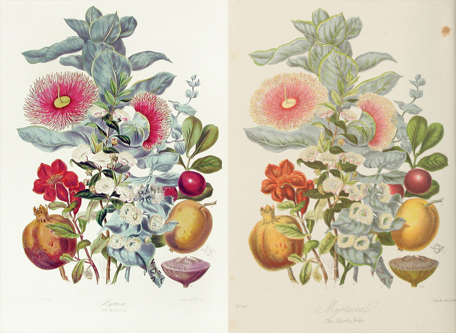 Side-by-side comparison of the original lithograph (left) and reproduction (right) of the myrtle tribe