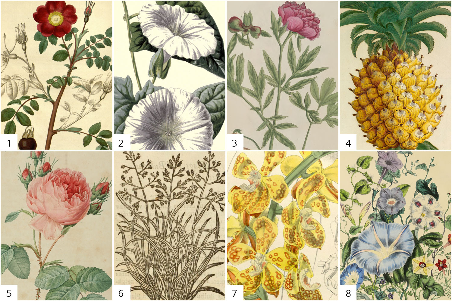 Illustrations from the collections