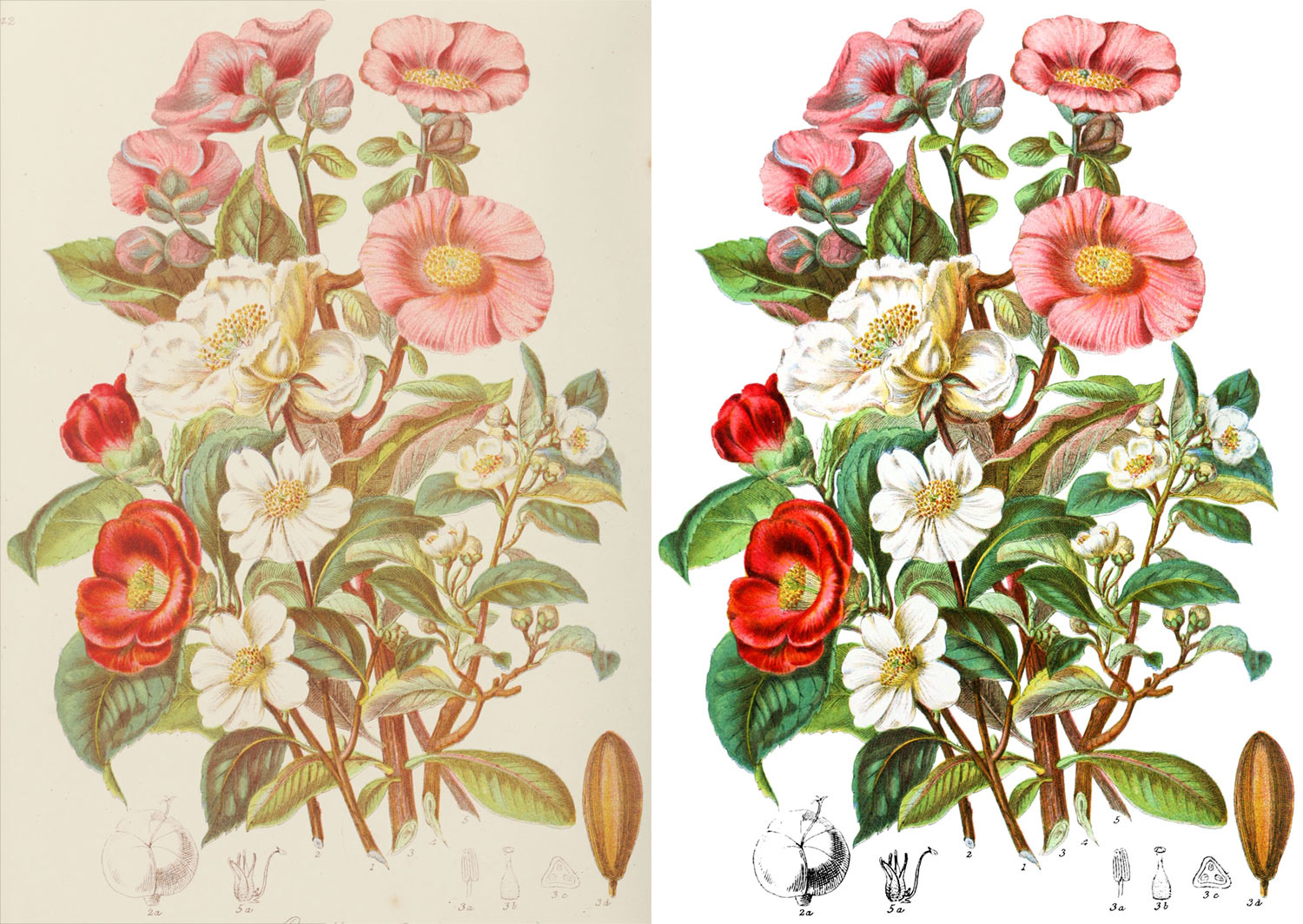 Camellia tribe before and after restoration