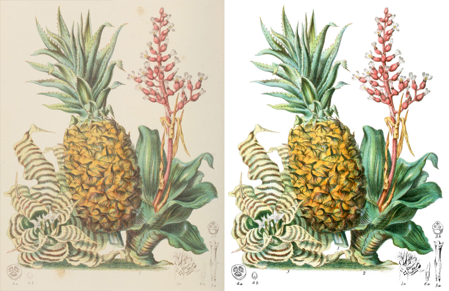 Pine-apple tribe before and after restoration