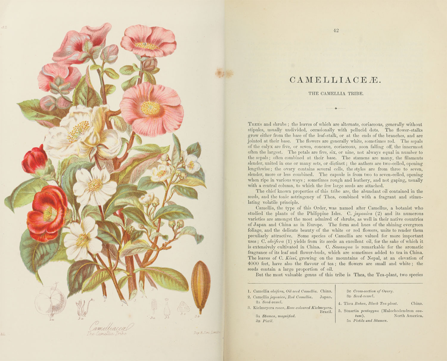 Page spread of scans of the original illustration (left) and first page of description (right) of the camellia tribe