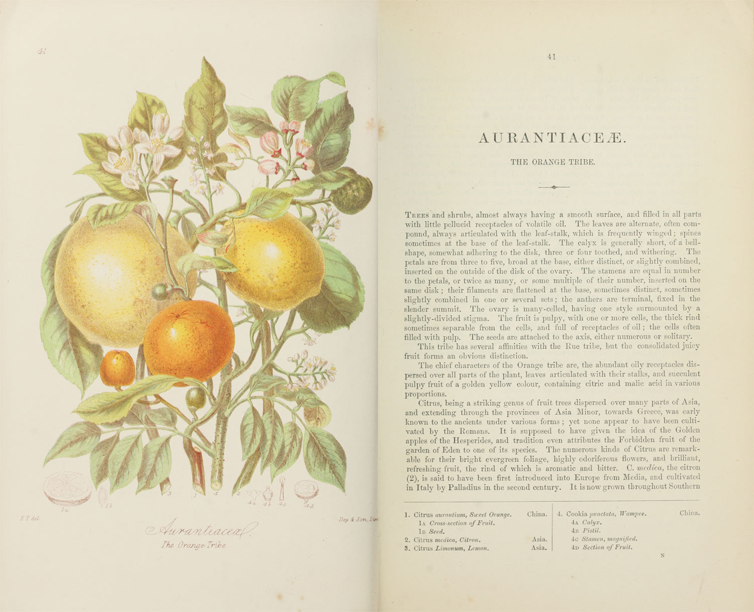Page spread of scans of the original illustration (left) and first page of description (right) of the orange tribe