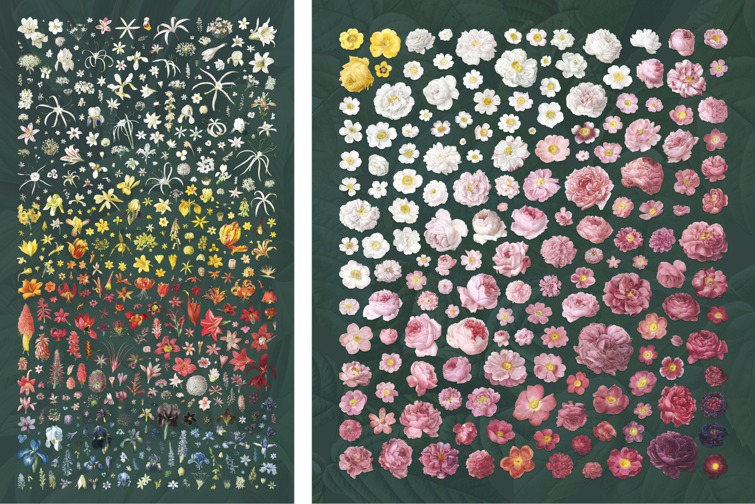 Lily and rose collages of flowers arrange by color