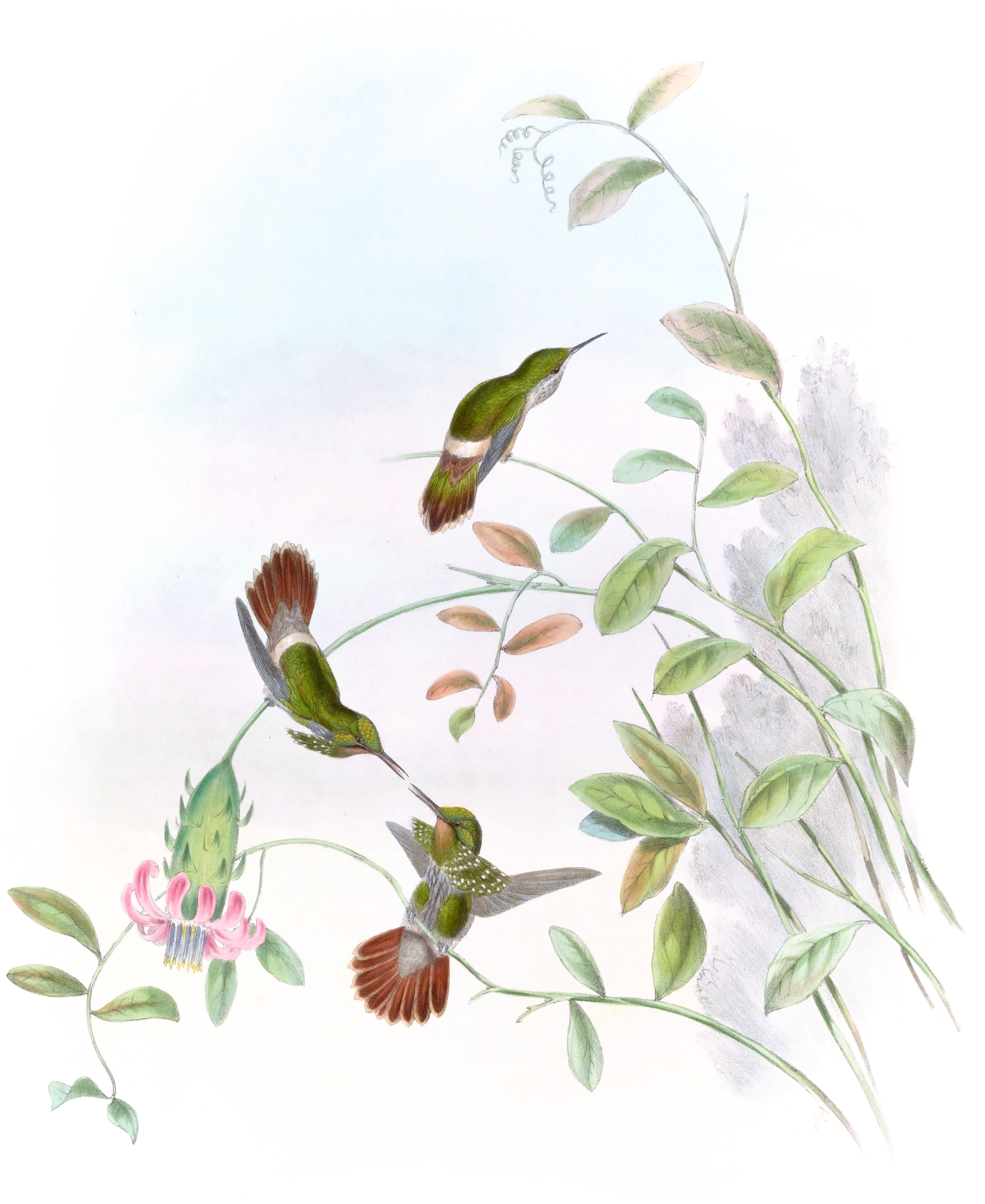 Lophornis chalybeus (Festive Coquette) - Humming-Birds