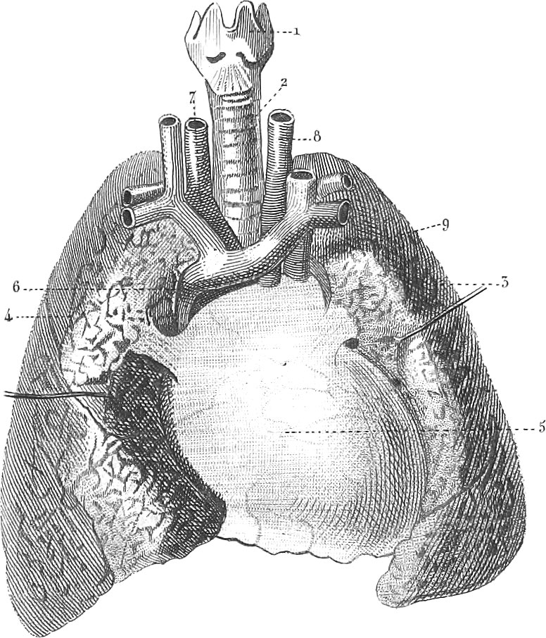 Anthropology & Surgery - Iconographic Encyclopædia of Science ...