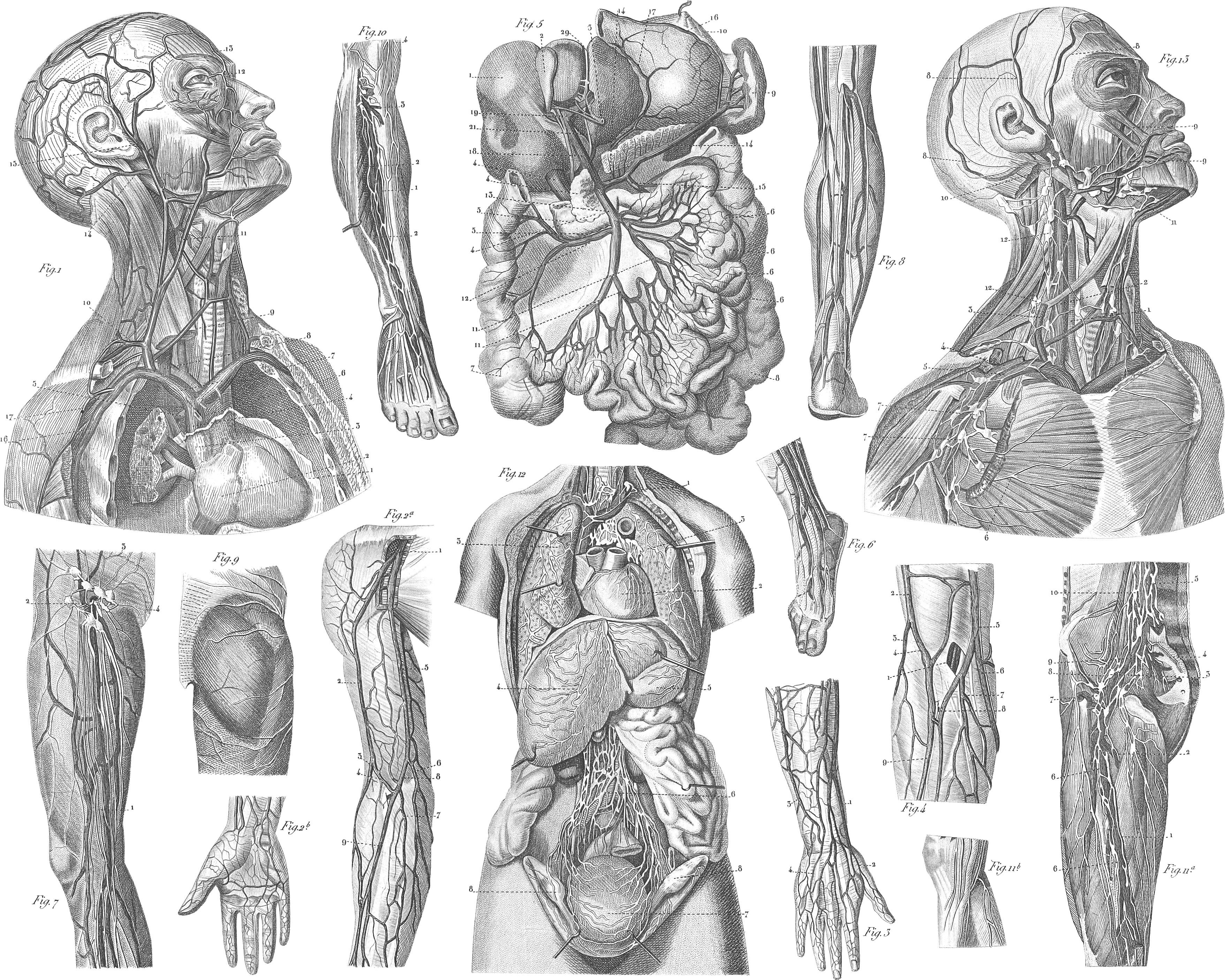 Anthropology Surgery Iconographic Encyclop dia of Science