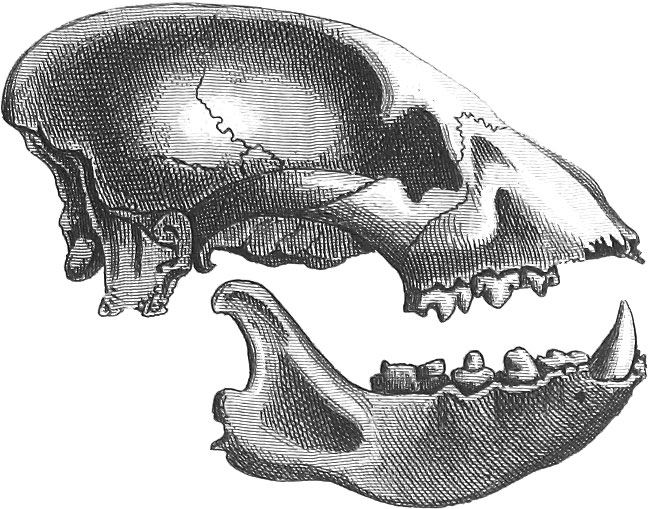 Geognosy & Geology - Iconographic Encyclopædia Of Science, Literature 