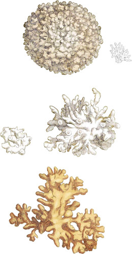 Coralloid Carbonate of Lime