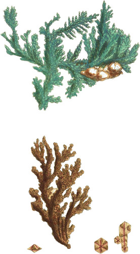 Native Copper; var. arborescent