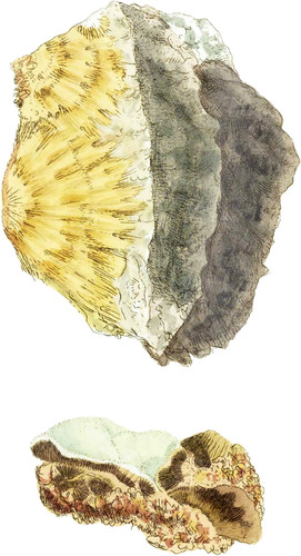 Amianthiform Arseniate of Copper