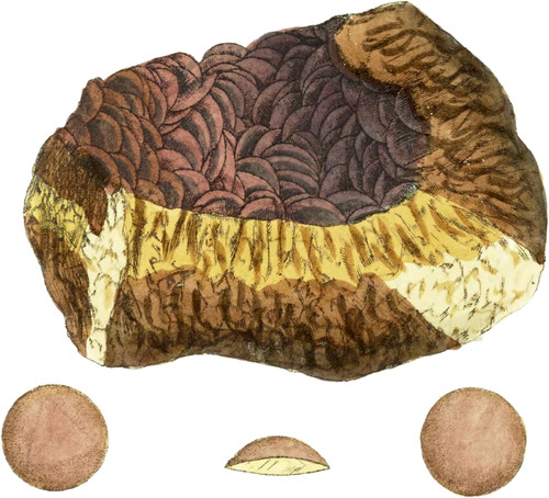 Spathos Iron Ore; Lenticular crystallized Carbonate of Lime