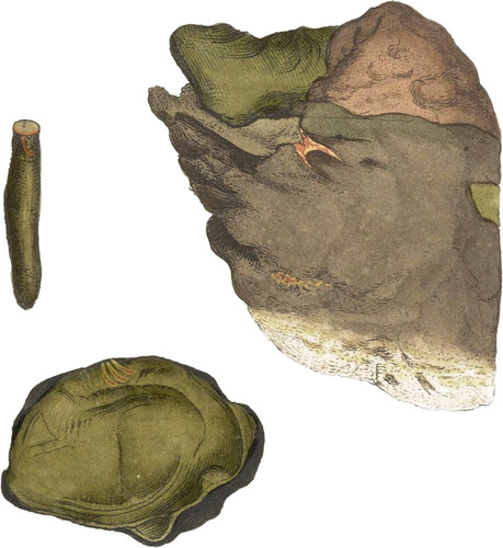 Elastic Bitumen, or Fossil Caout-chou