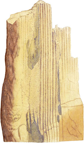 Wood-like Quartz, or Petrified Wood