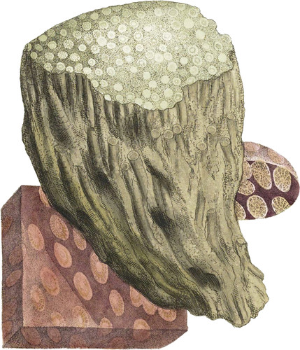 Coralliform Limestone