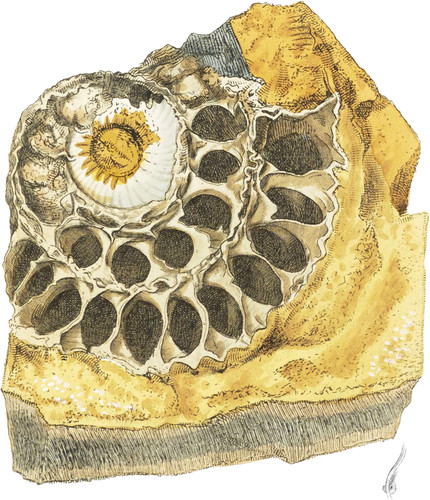 Shell-formed Calcedony