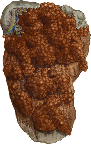 Botryoidal Oxide of Iron. Hæmatites