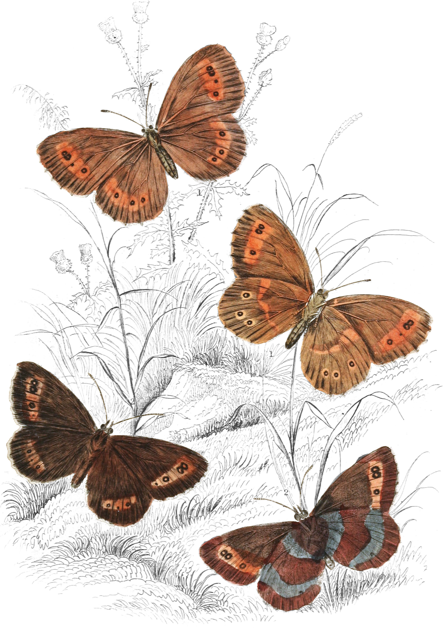 Arran Brown & Scotch Argus Butterflies