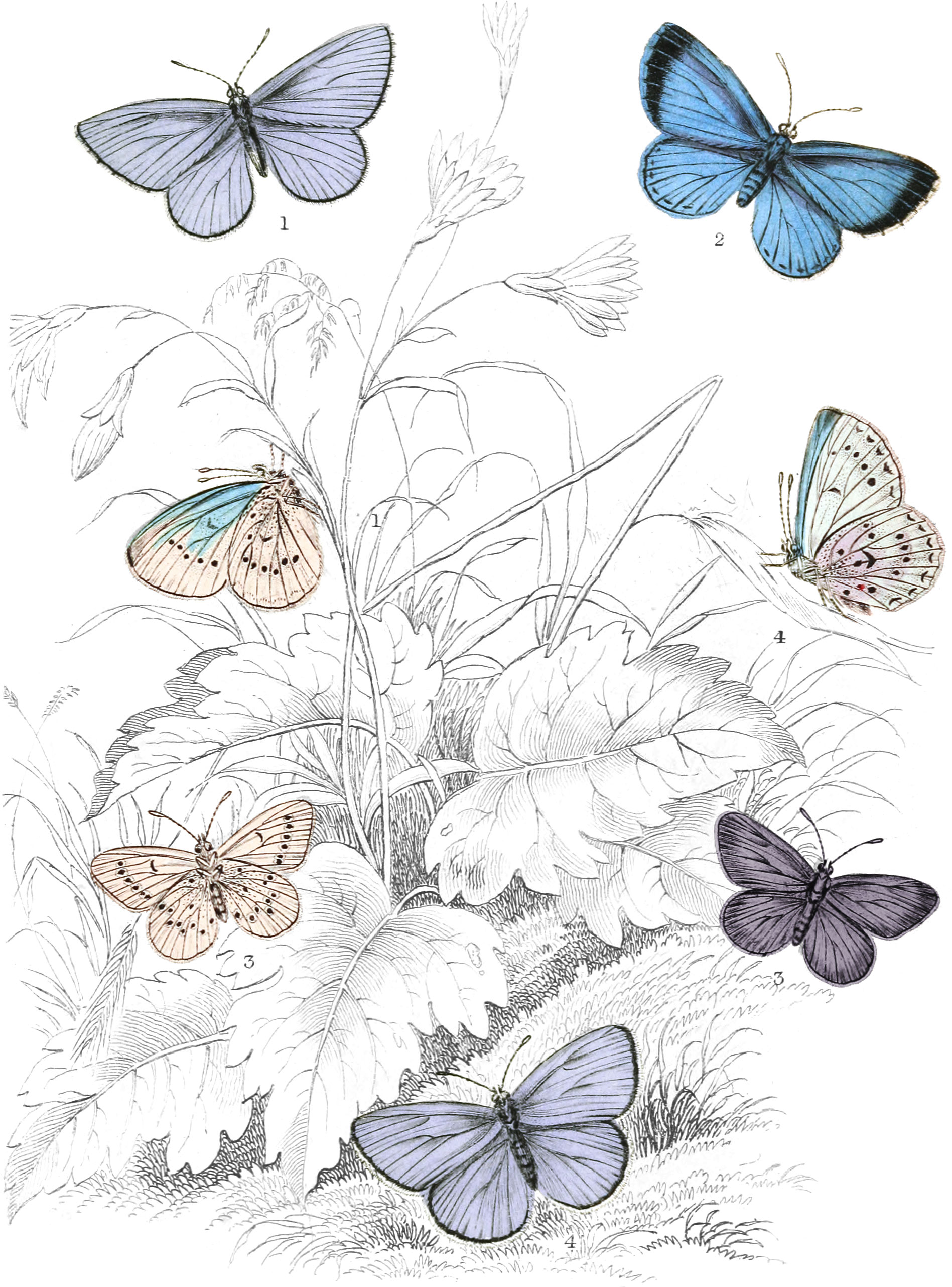 Azure Blue, Bedford Blue & Mazarine Blue Butterflies