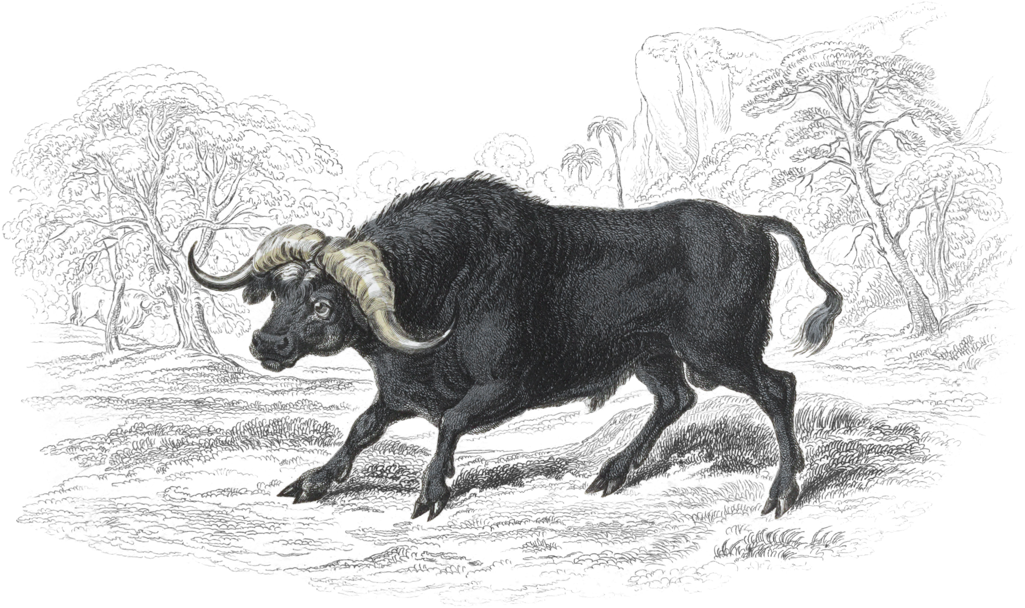 African Buffalo
