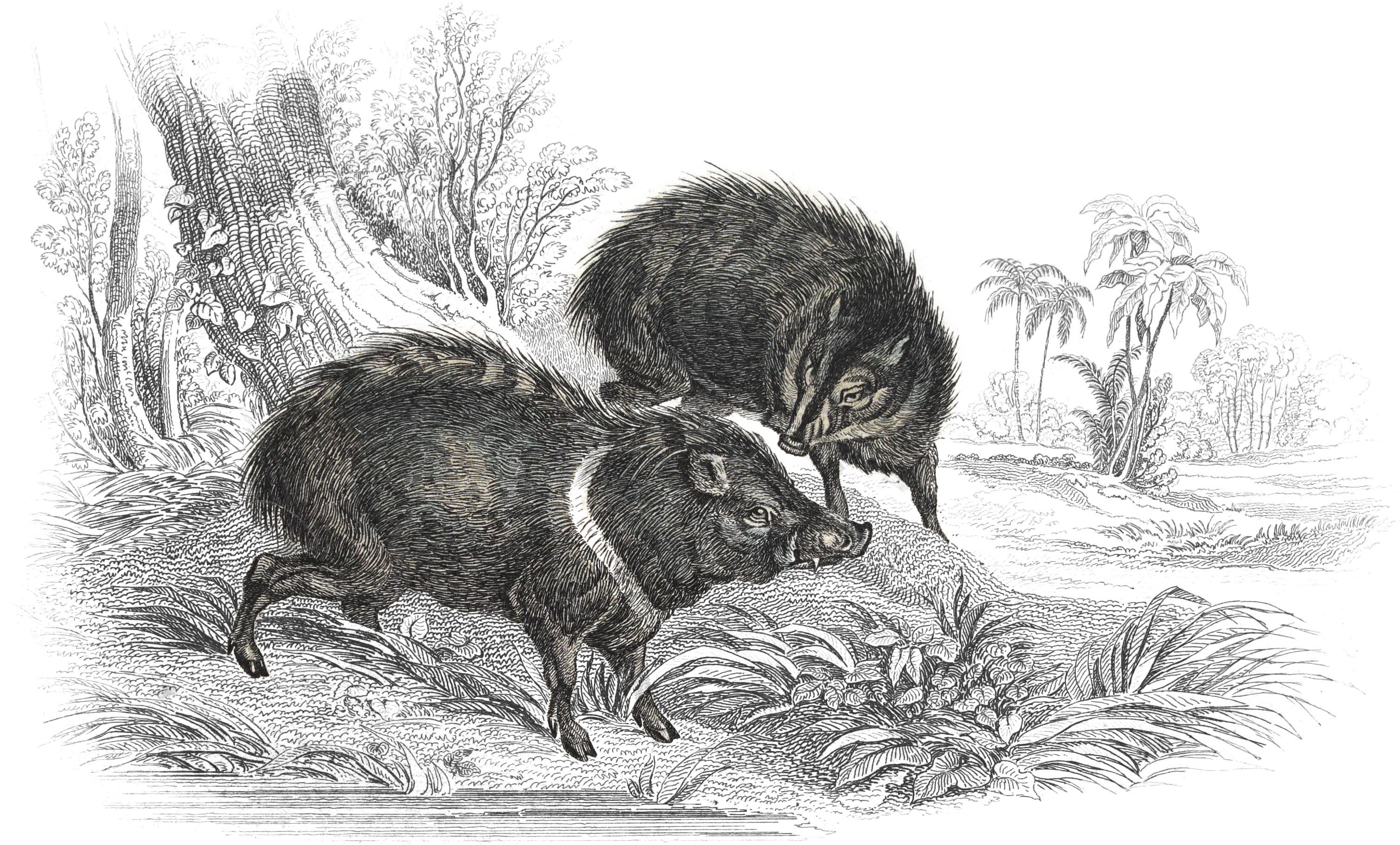 Collared Peccary