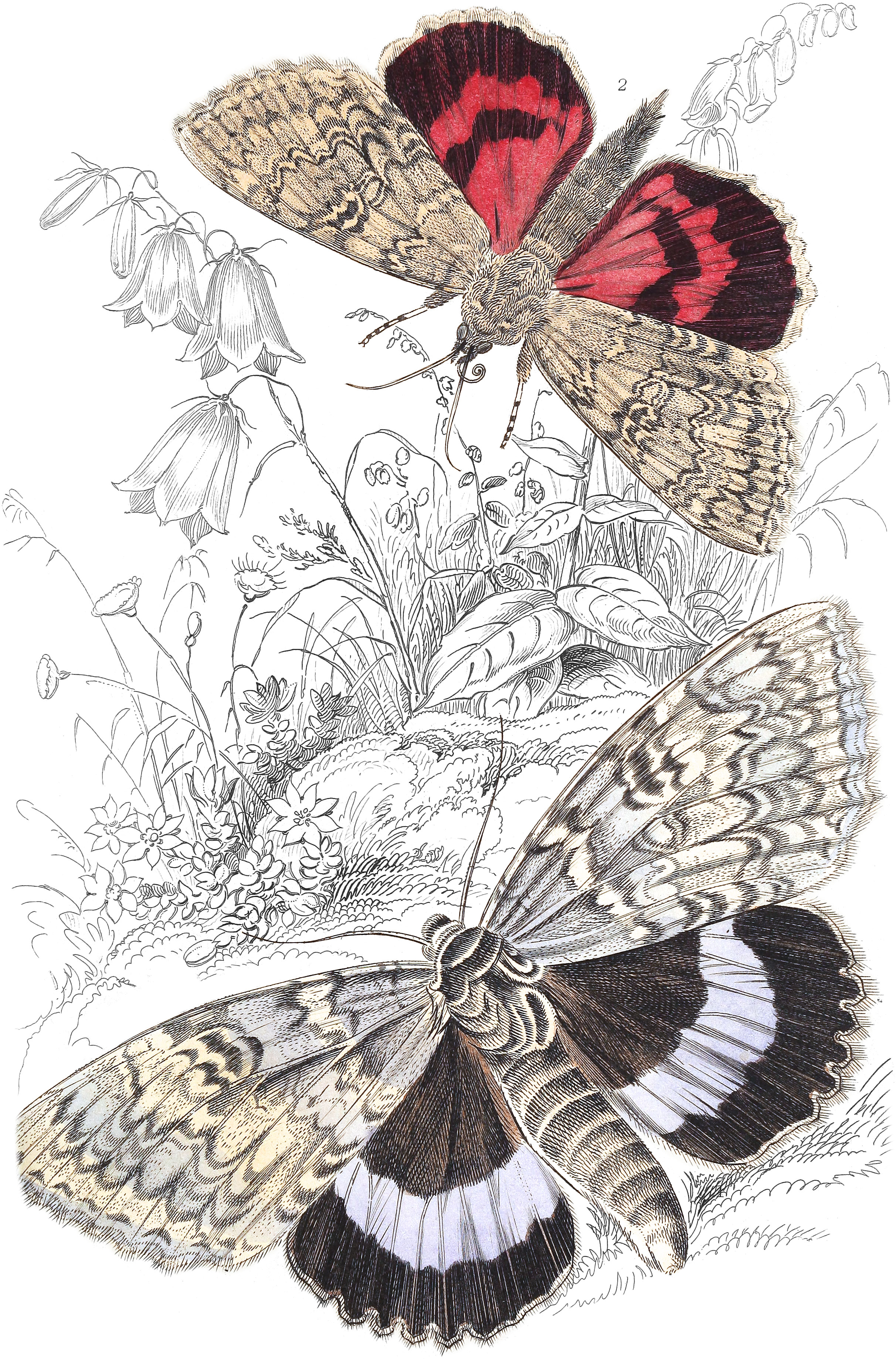 Clifden Nonpareil & Red Underwing