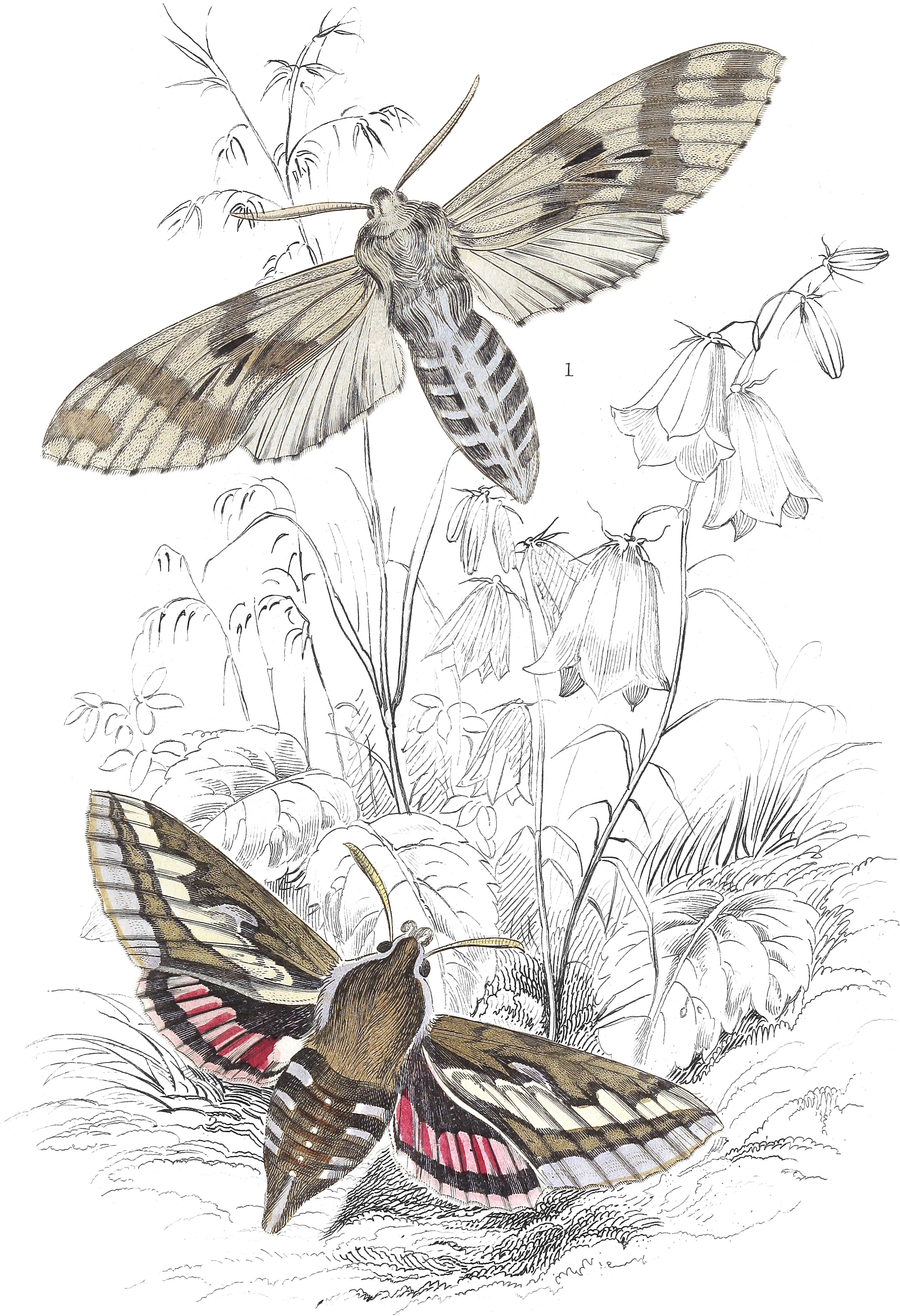 Pine & Madder Hawk-Moth