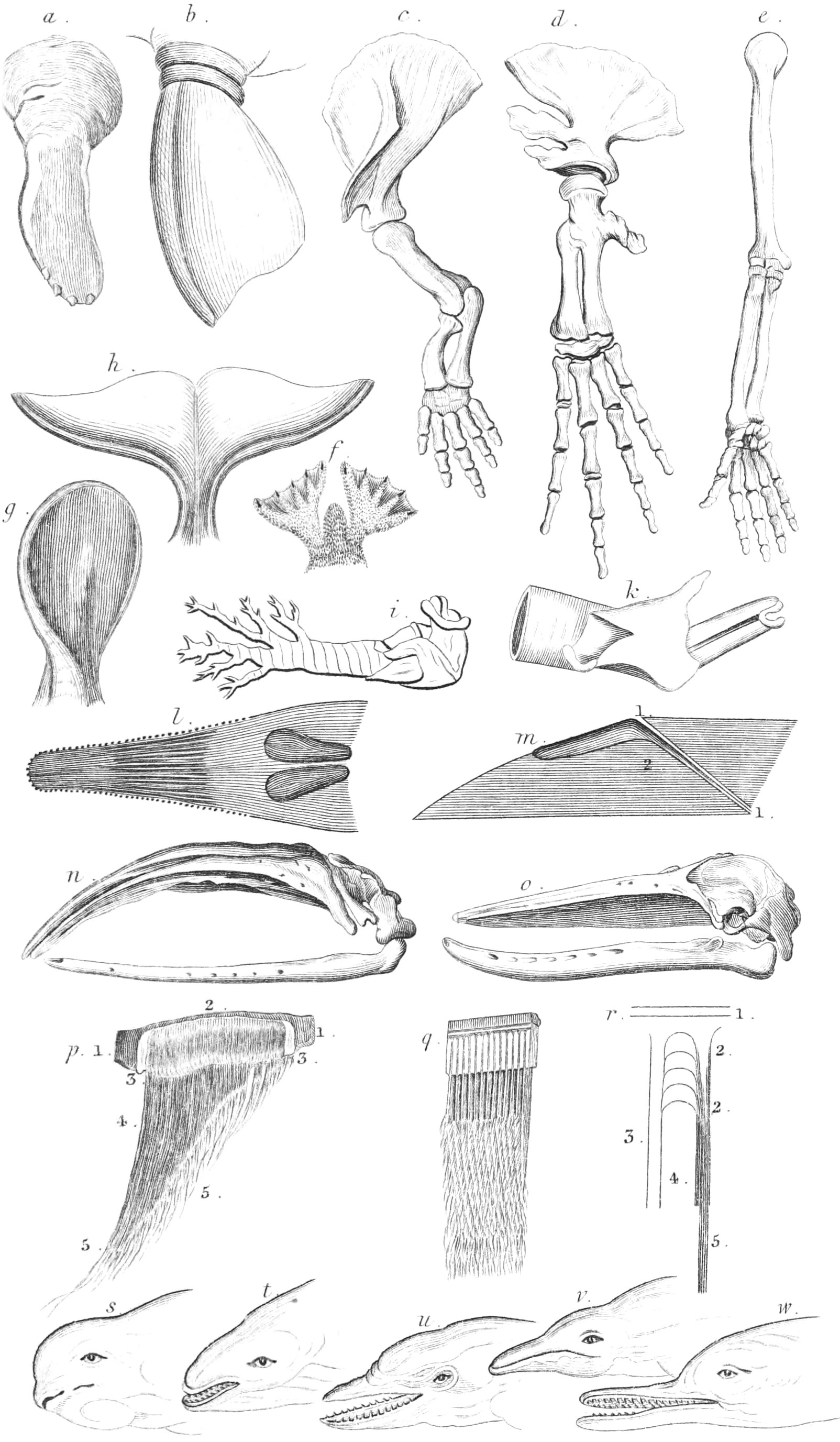 Cetacea Anatomy