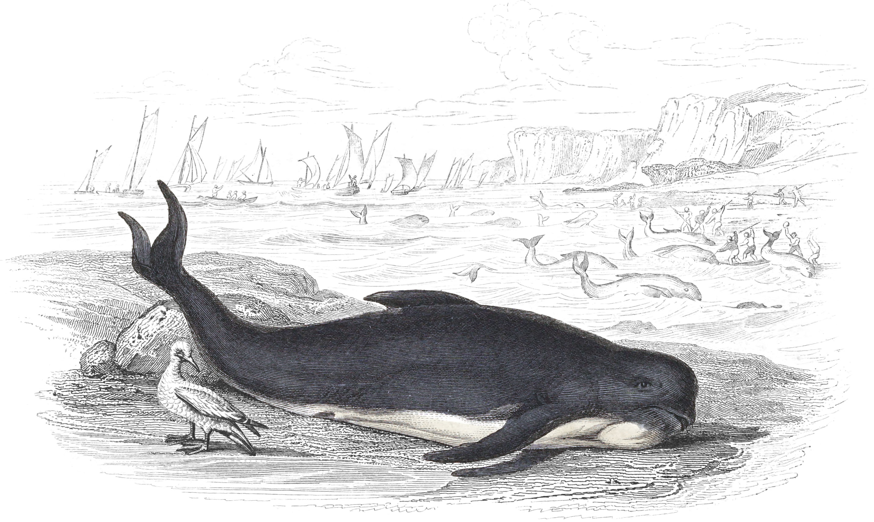 Deductor, or Ca’ing Whale