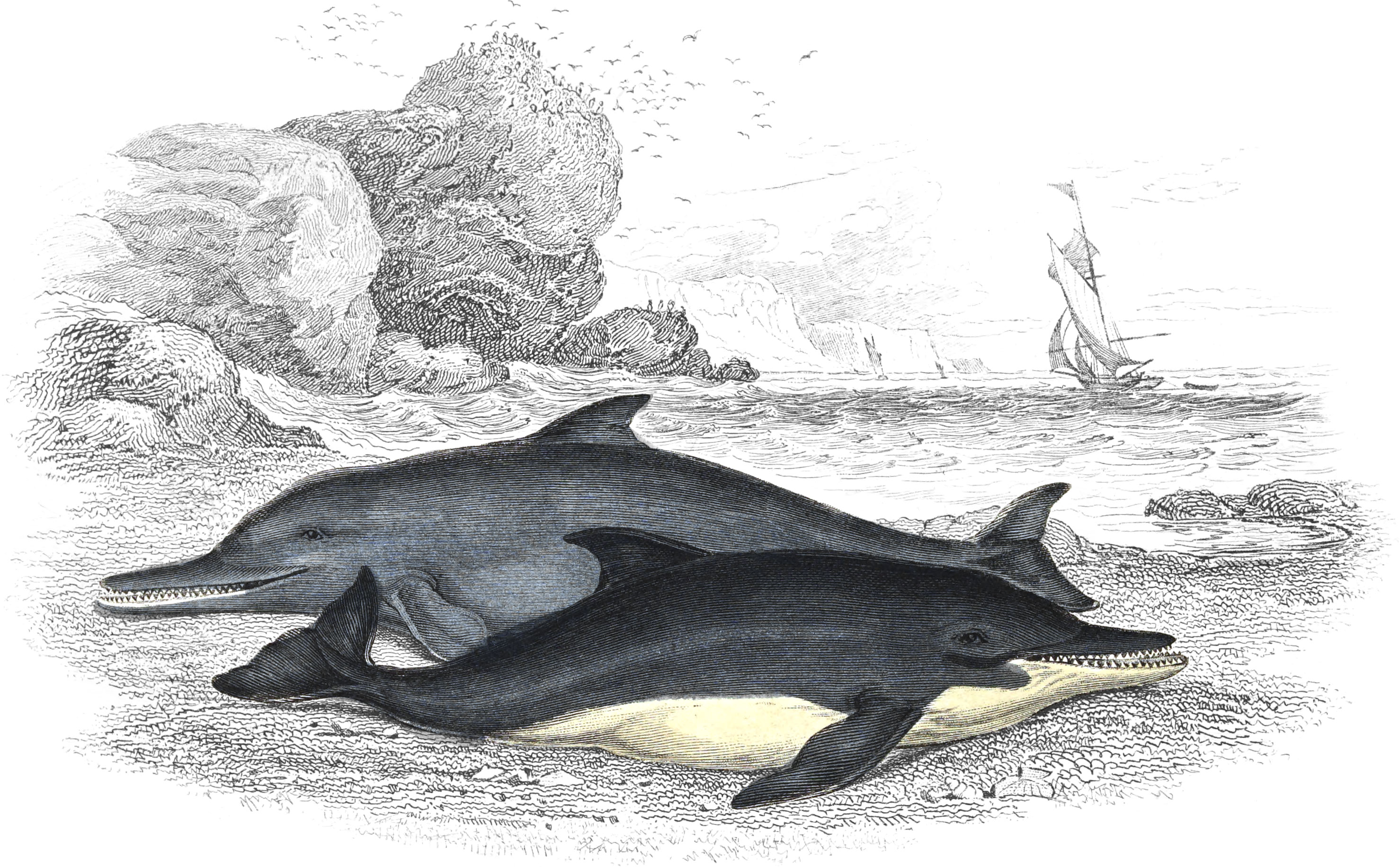 Lead-Coloured Dolphin