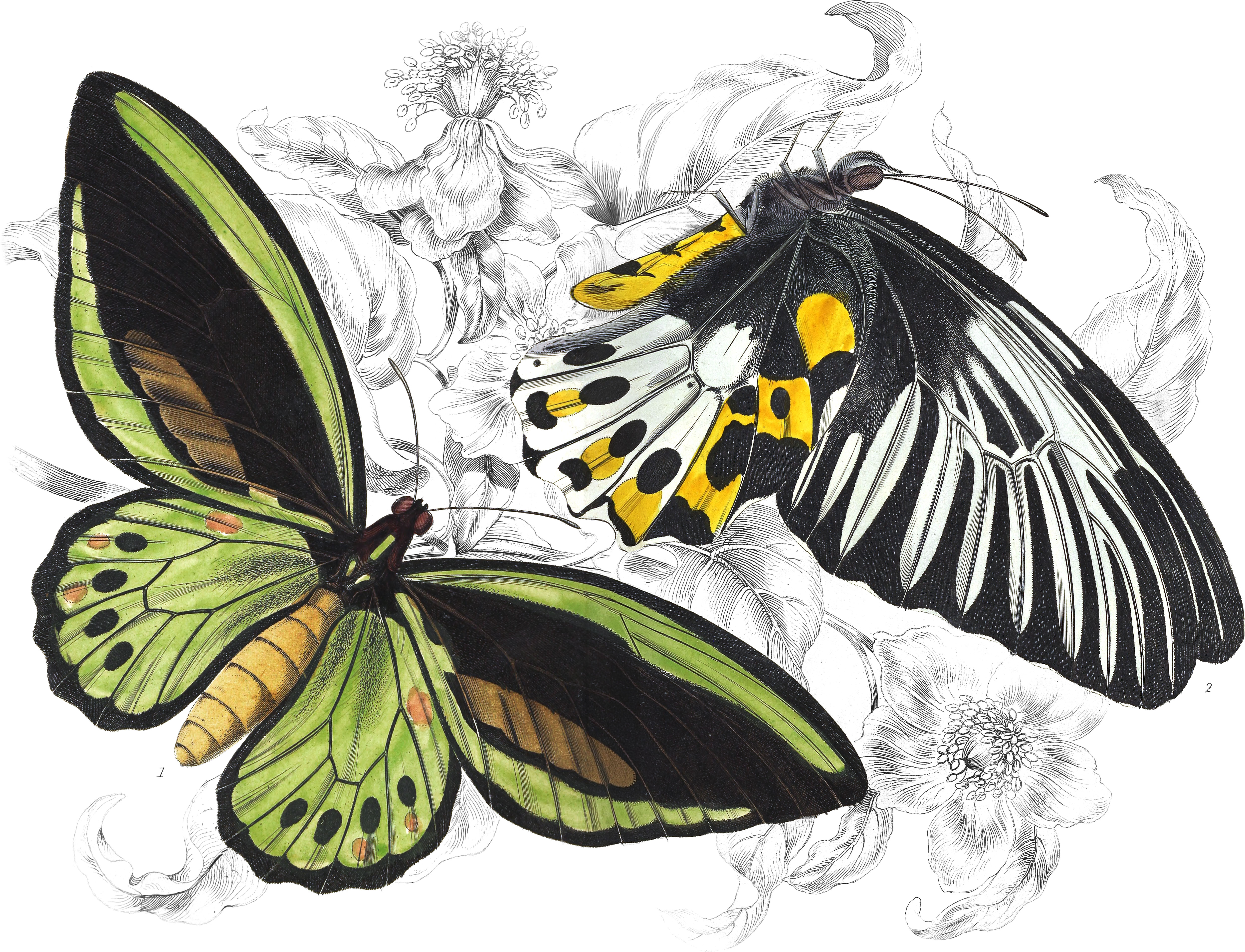 Ornithoptera Priamus & O. Remus