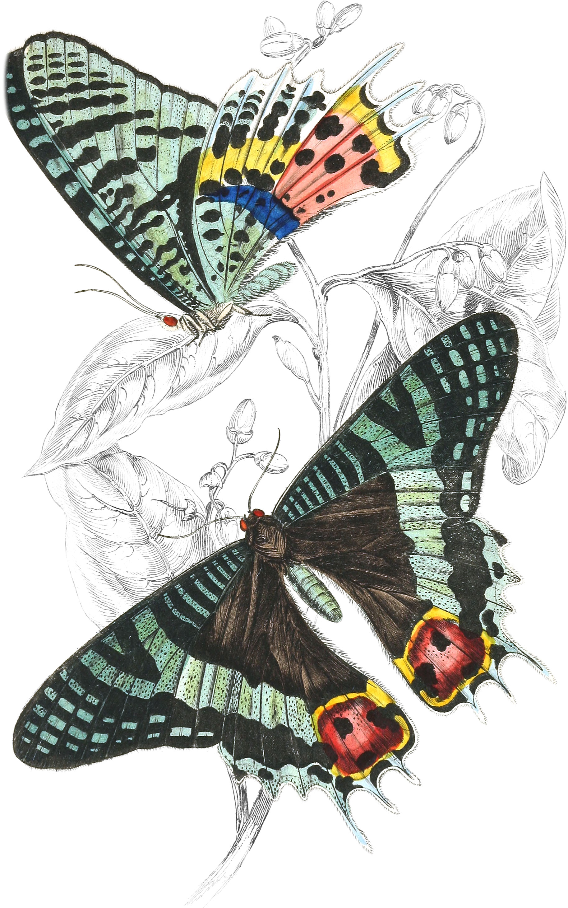 Thaliura Rhipheus