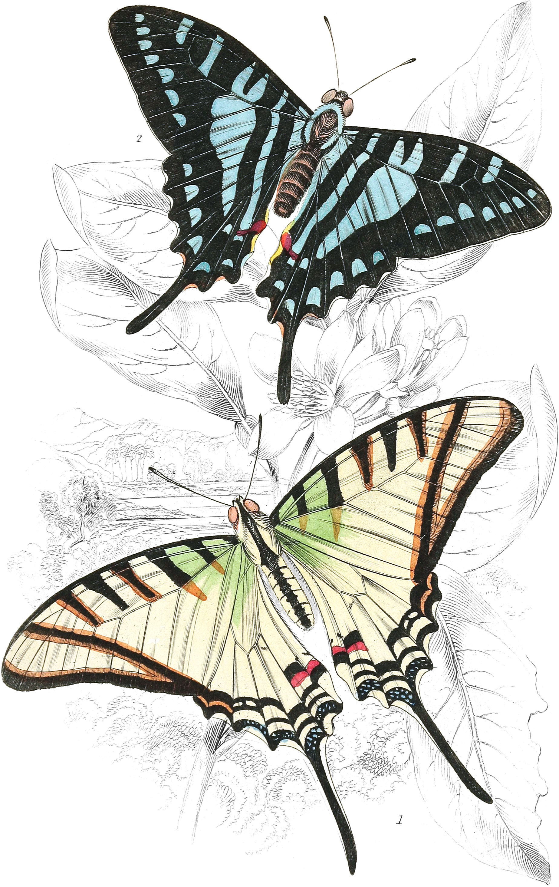 Papilio Protestilaus & P. Sinon