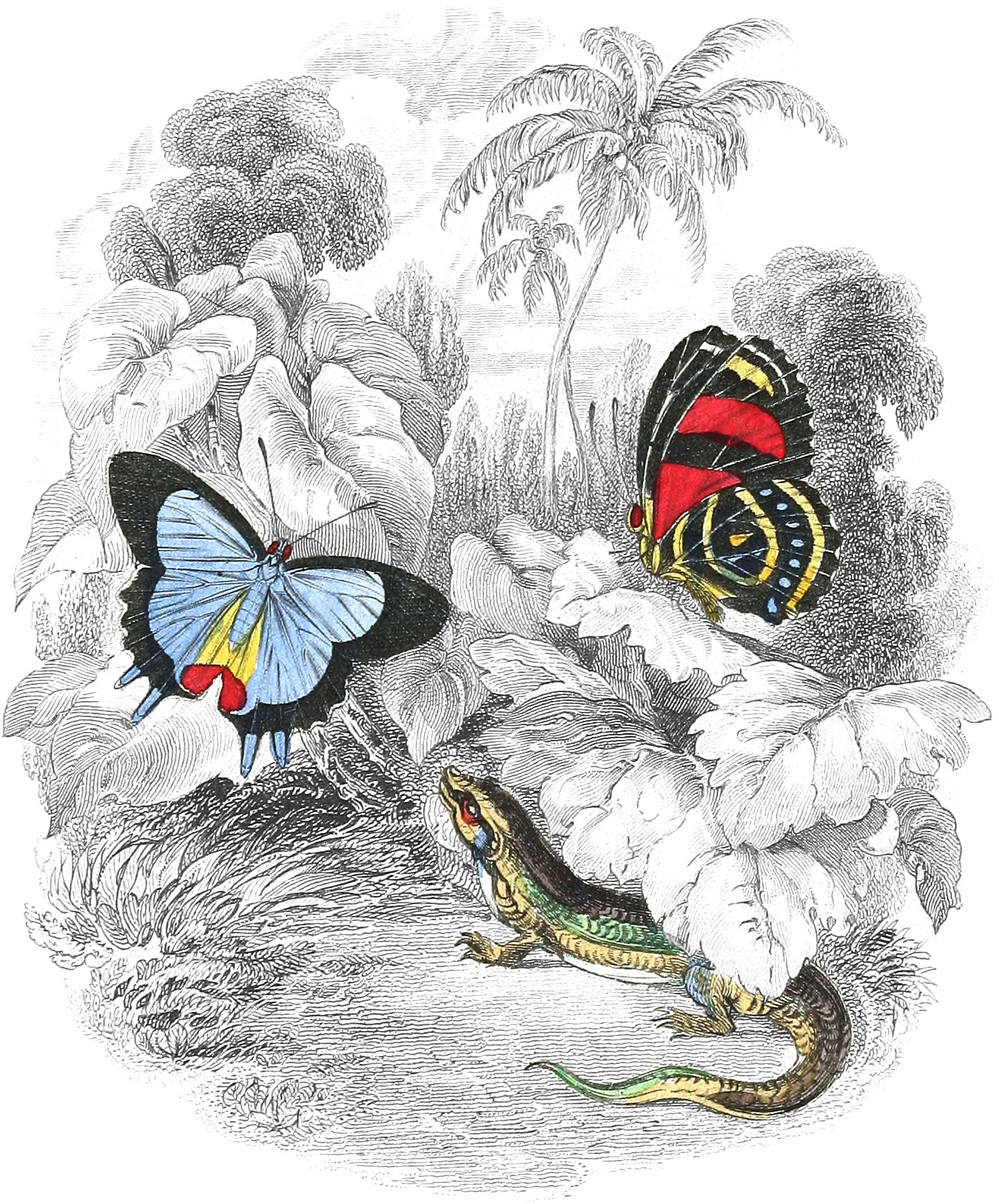 Endymion & Condomanus Butterflies