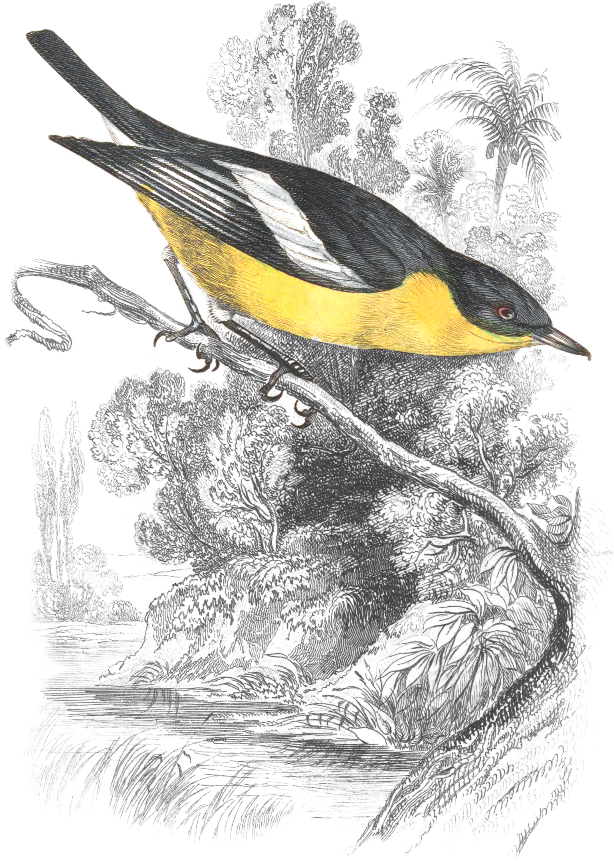 Buff-Bodied Flycatcher