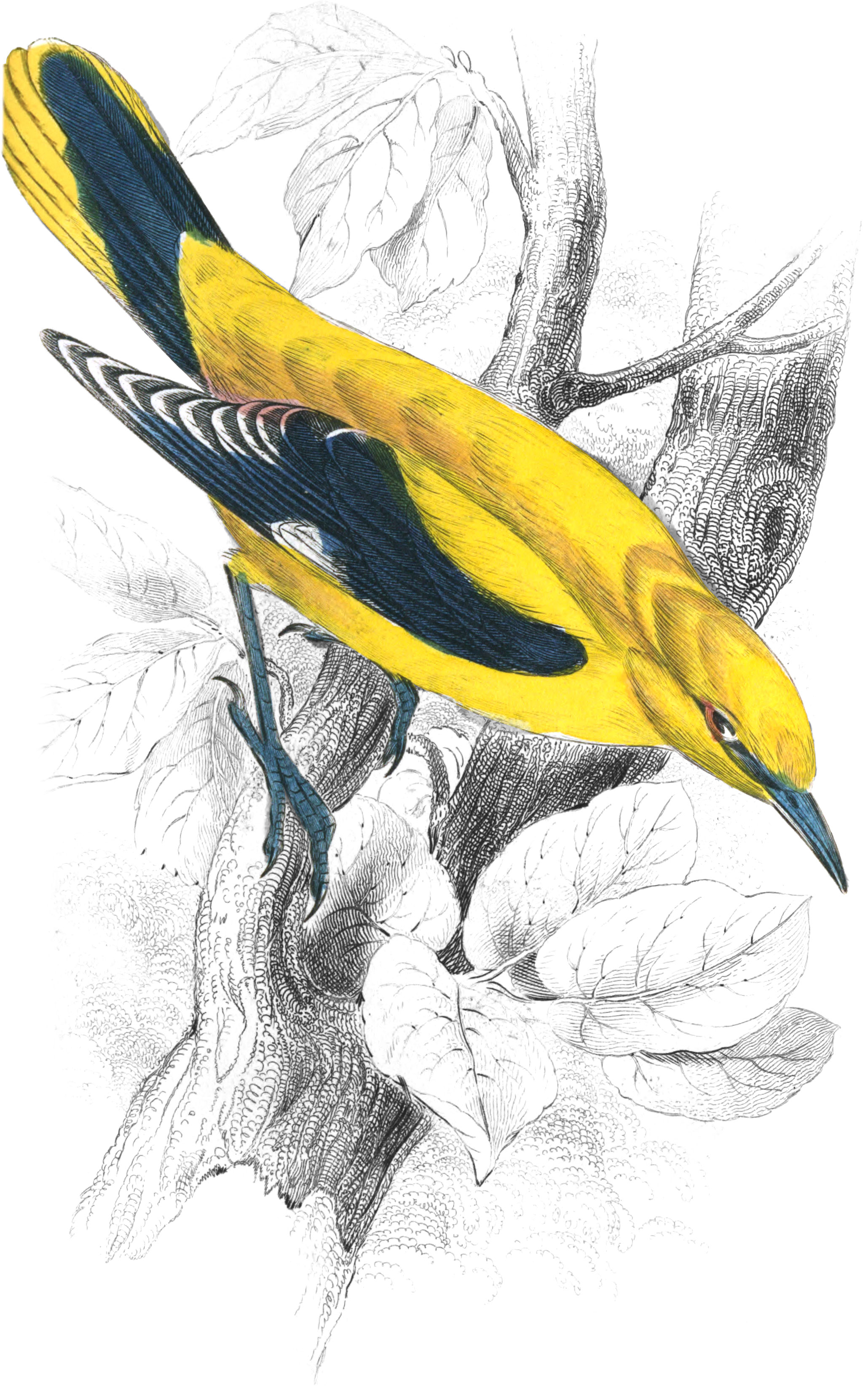 Golden Oriole