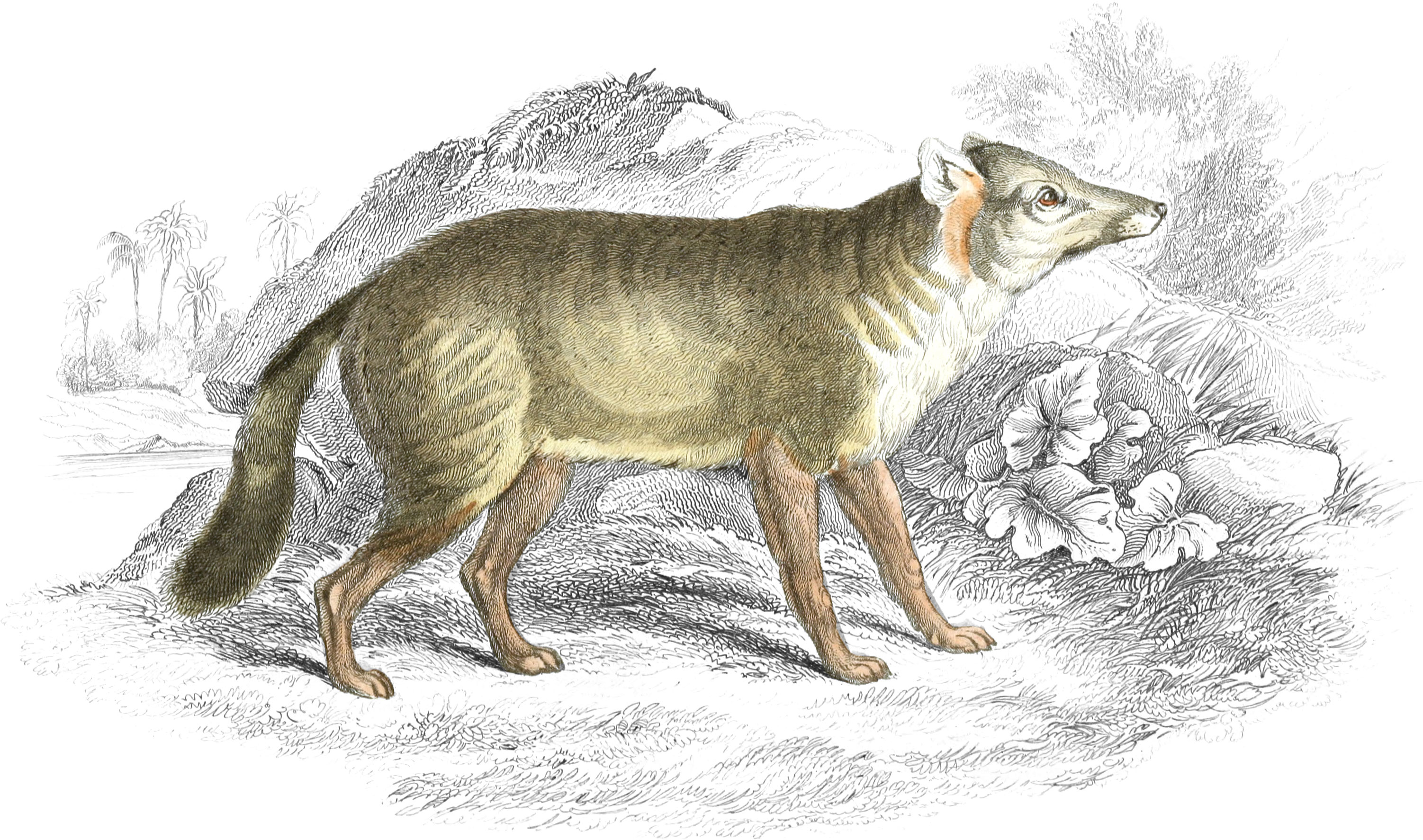Dun-Footed Aguara Dog
