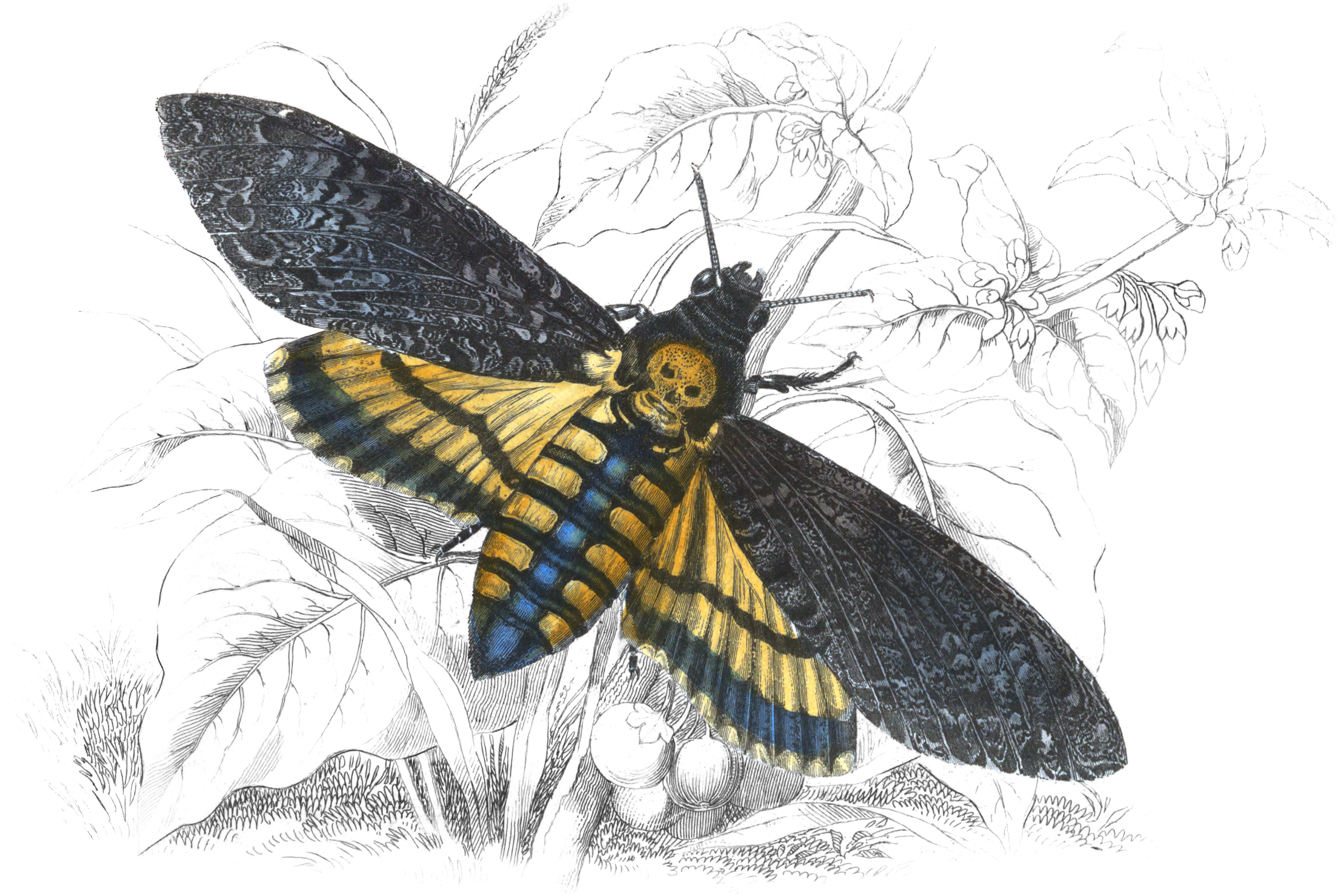 Plate IX