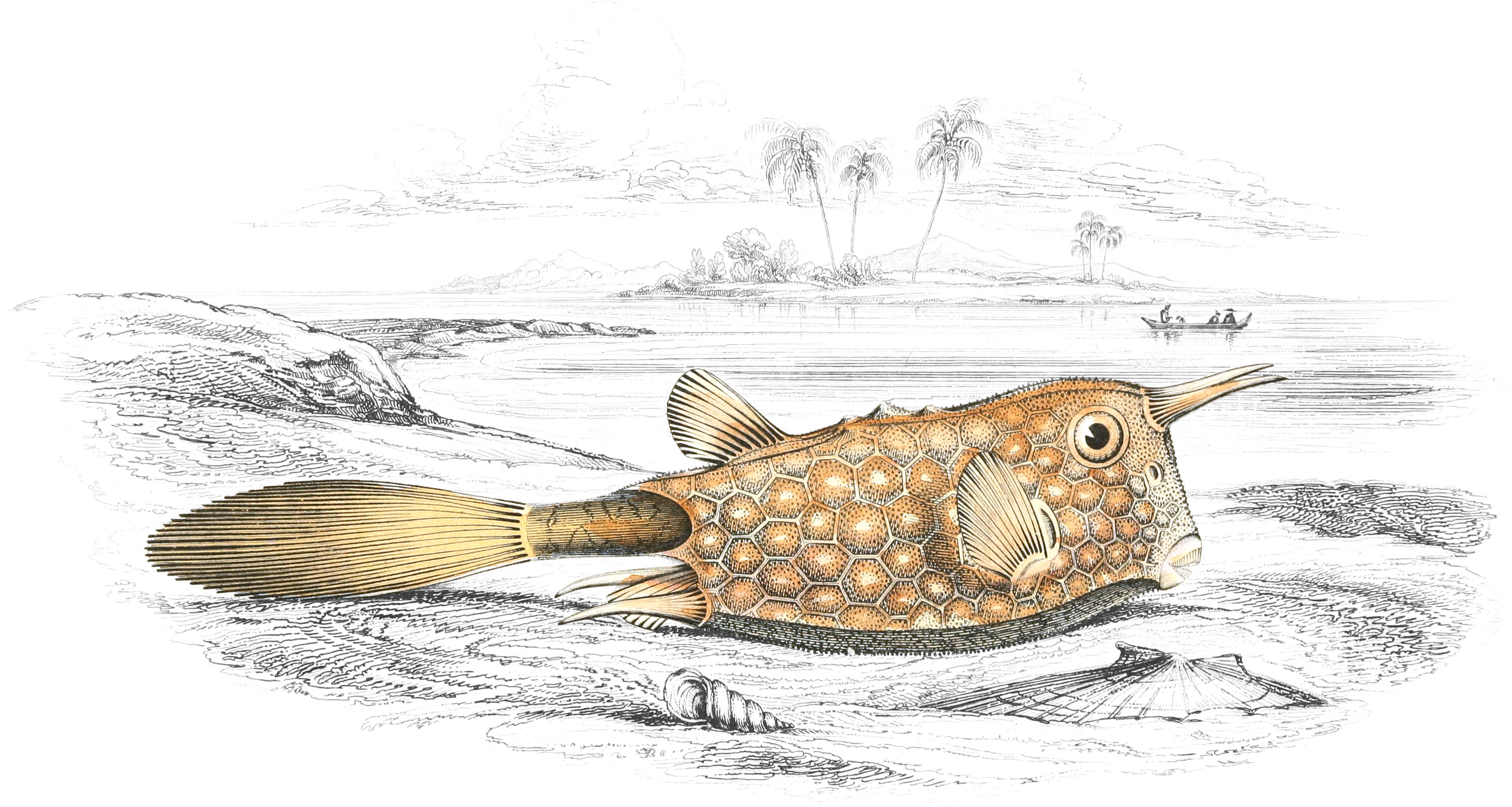 Horned Ostracion