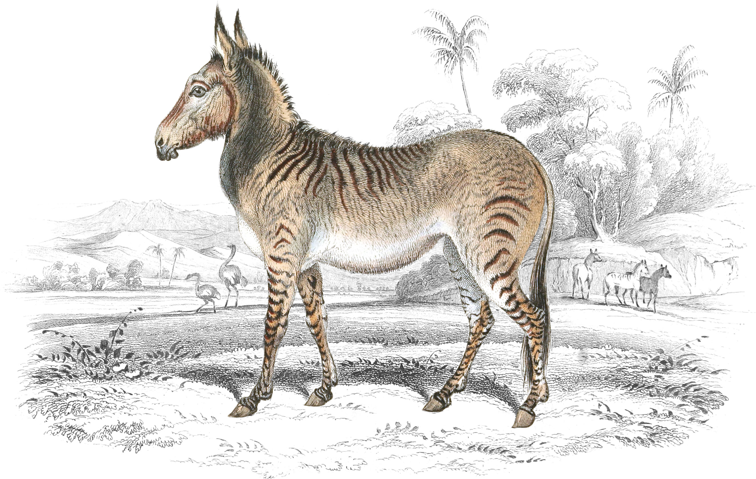 Hybrid Ass and Zebra
