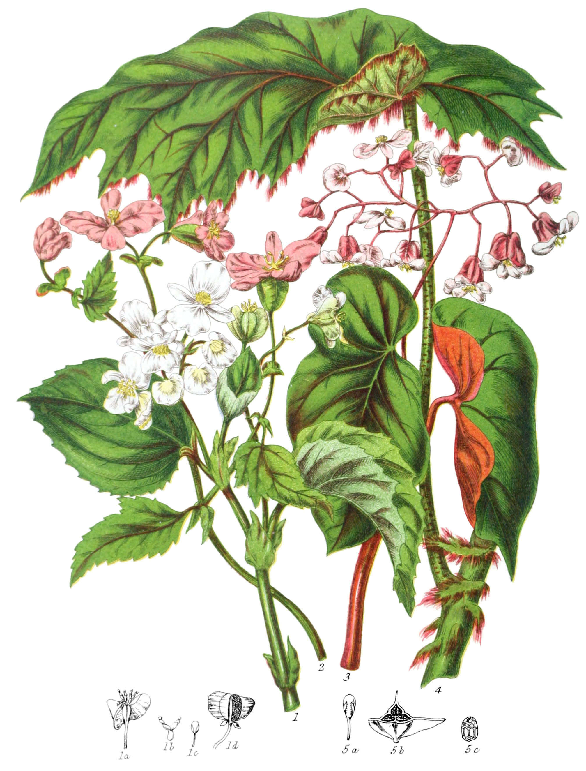 Begoniaceæ, The Begonia Tribe Illustrations of the Natural Orders of