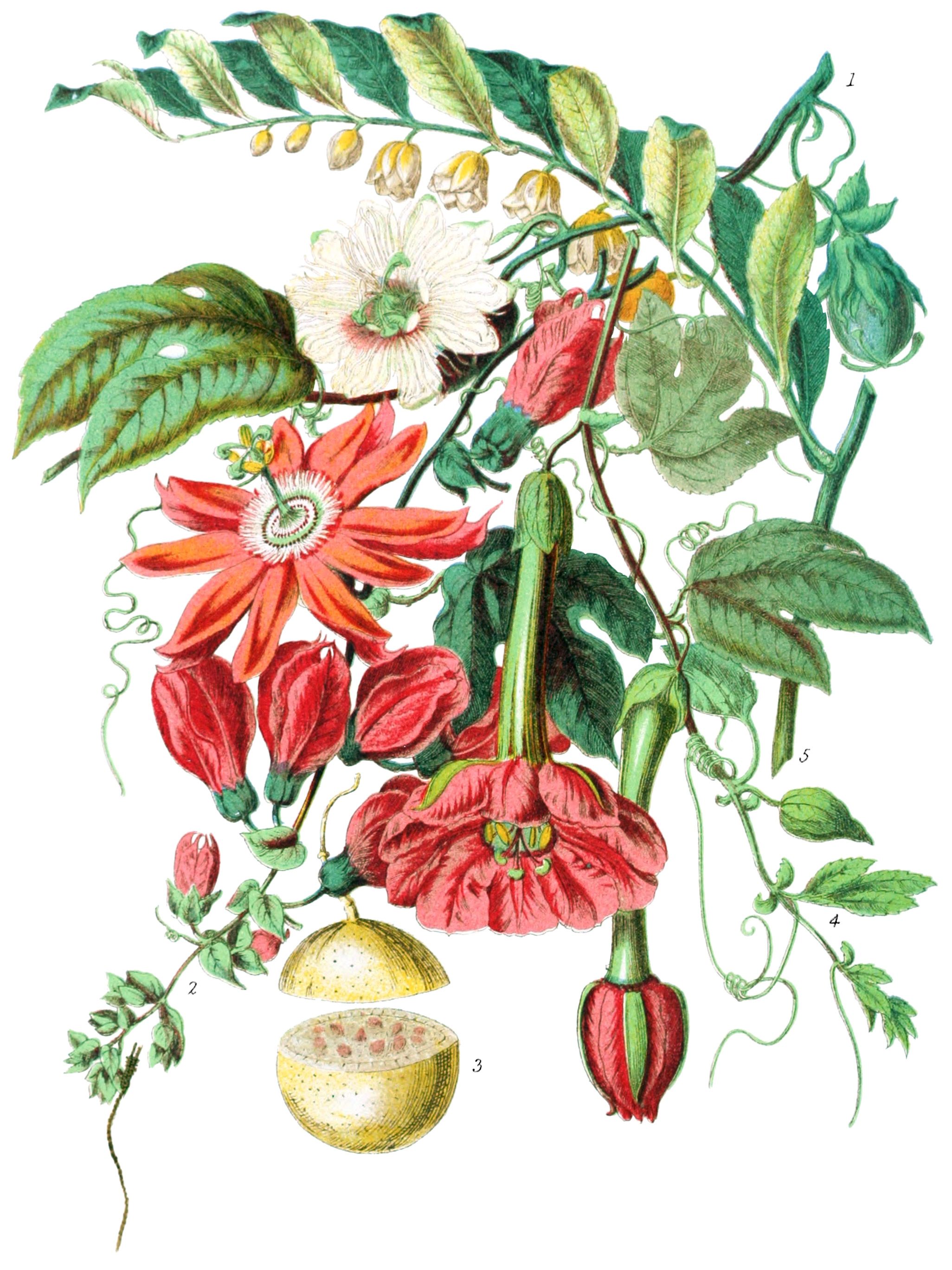 Passifloraceæ