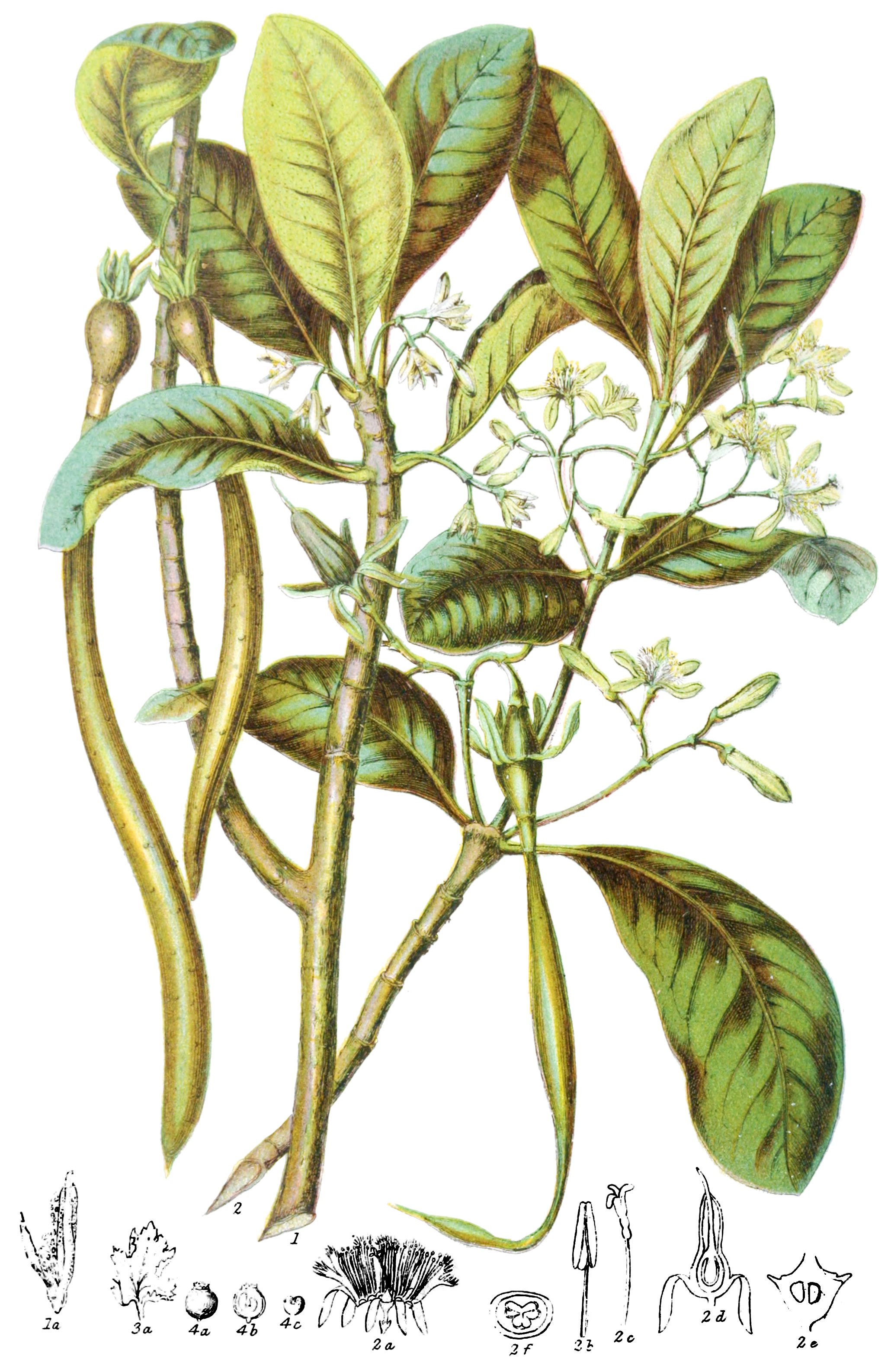 Rhizophoraceæ